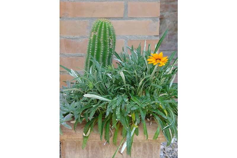 Kaktus im Garten
