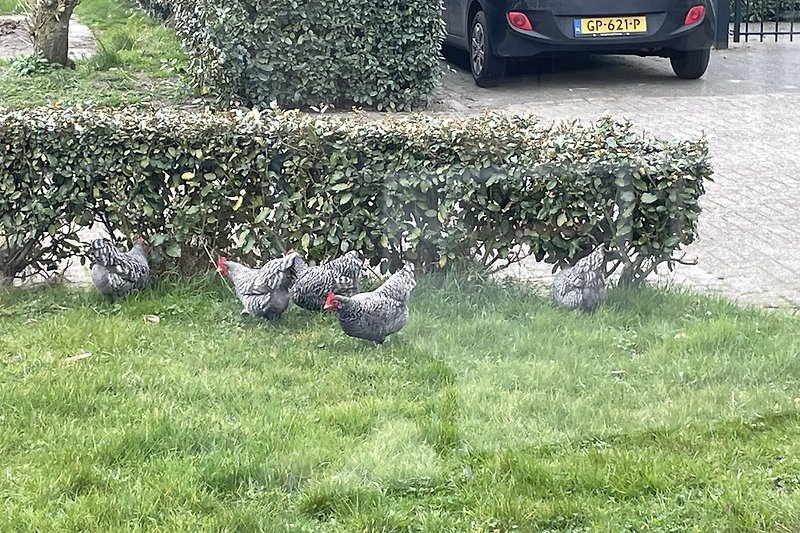 "Picknick" von Nachbars Hühnern im Vorgarten