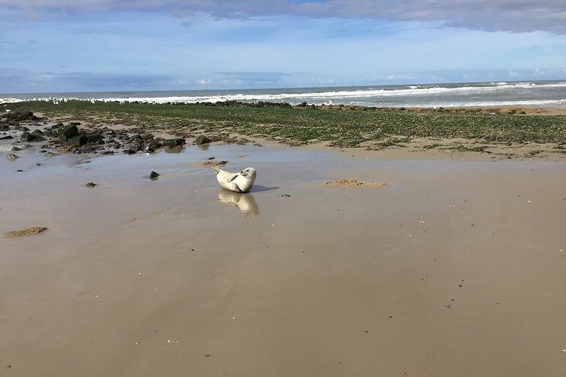 Seehund am Strand