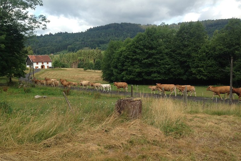 Kühe von unsere Nachbarn