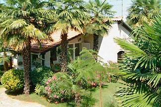 Palma 1
