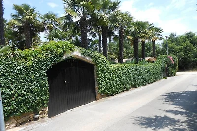 Palma 1