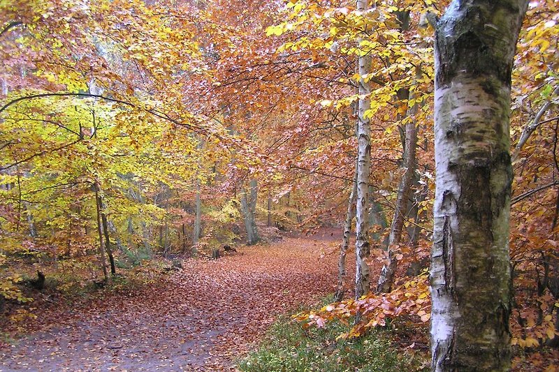 Darßwald im Herbst