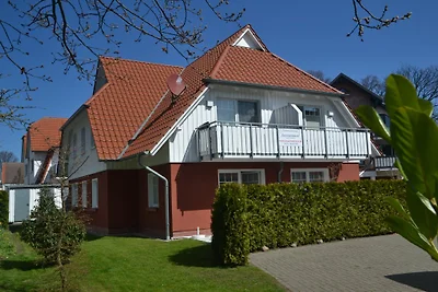 Seestern