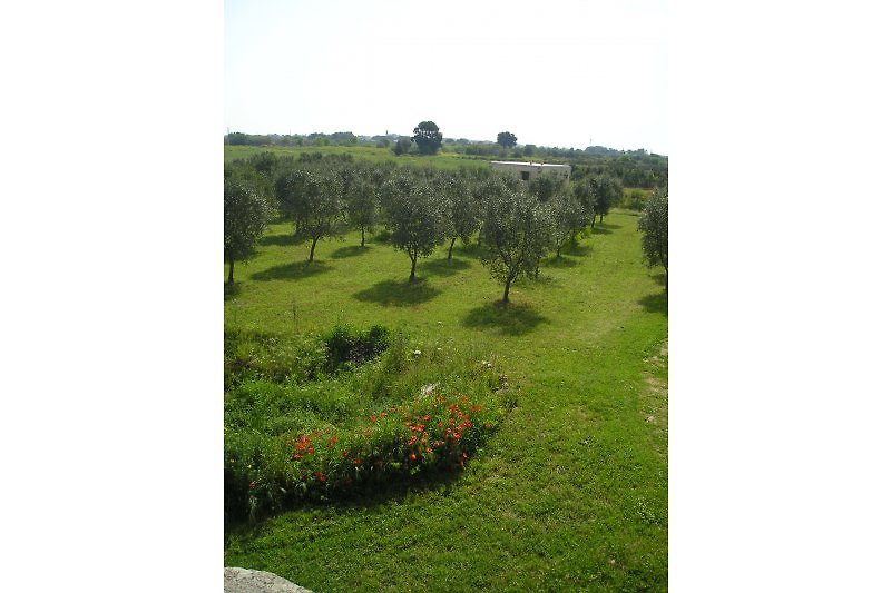 unsere Olivenbäume