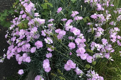 Ooievaarsnest Machteloos Waldhessen