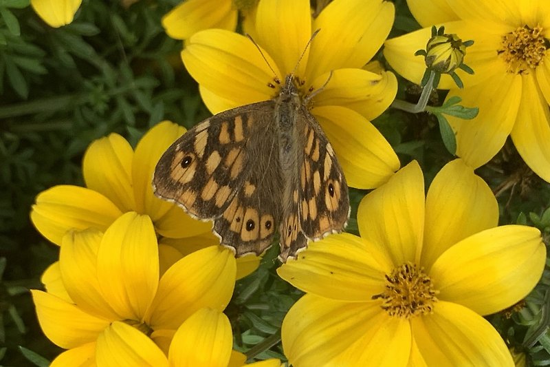 Schmetterling und Blumen in leuchtendem Gelb im Müllerhuasgarten