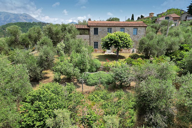 Casa Muraccio mit seinen Olivenbäumen
