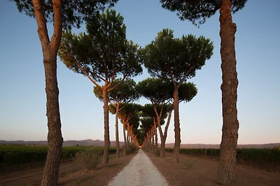 Wine Cottage of Bolgheri