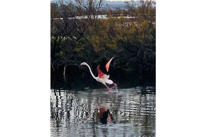 Flamingo in der ehemaligen Saline