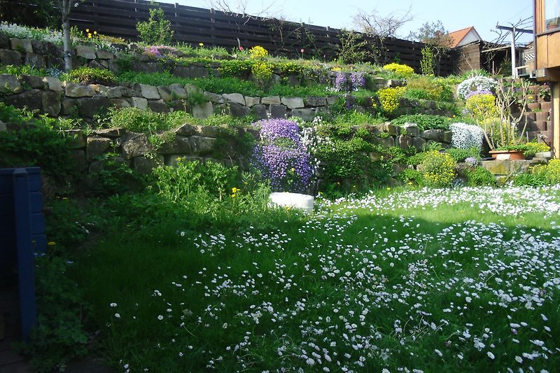 Garten mit Gänseblümchenwiese