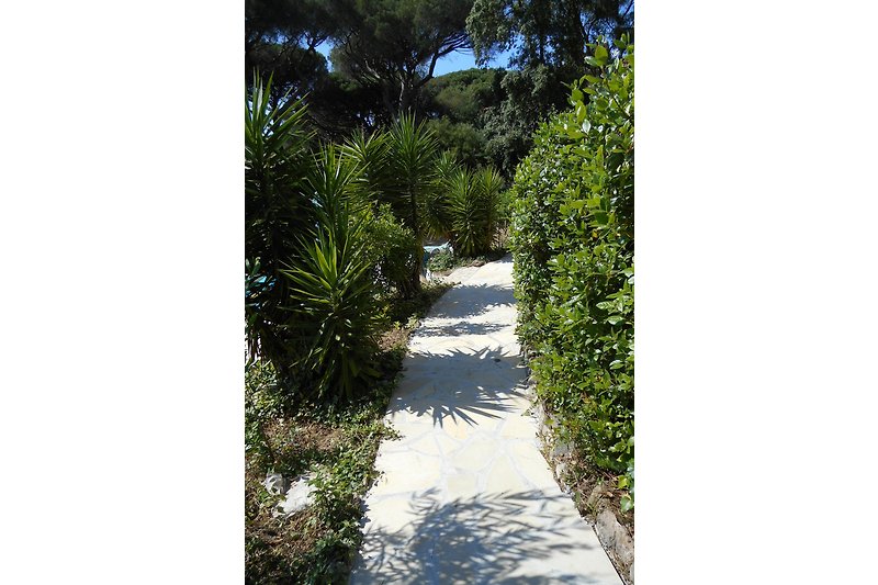 Grüner Weg zum Pool