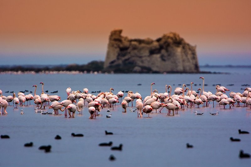 Flamingo's kom je overal in de Delta tegen. Prachtig!