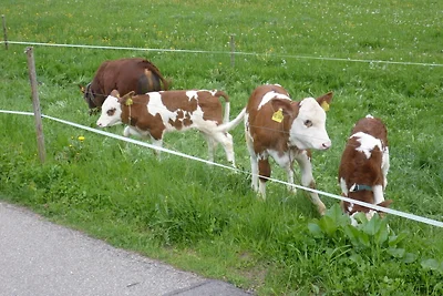 Familienferienhof Berger