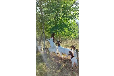 Familienferienhof Berger