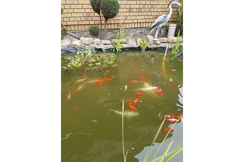Garten mit Teich, Koi-Fischen, Wasserpflanzen und Stühlen.