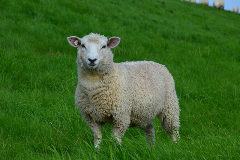 Schaf am Deich