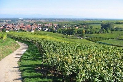 gîte aux 3 pierres in Eguisheim