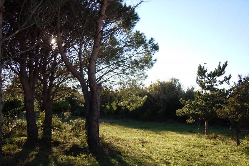 Garten mit Pinien