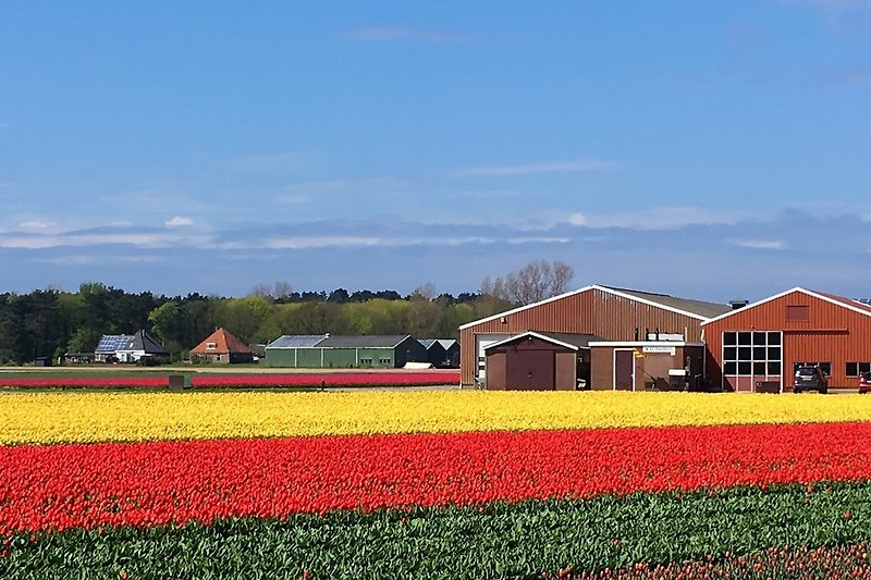 Pola pełne kwitnących tulipanów (koniec kwietnia do początku maja)