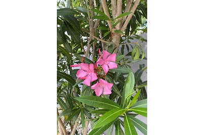 Susanna - privater Pool & top Lage