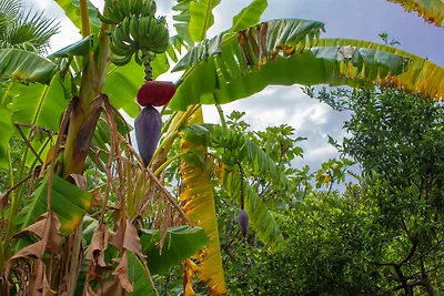 Im ehemaligen botanischen Garten