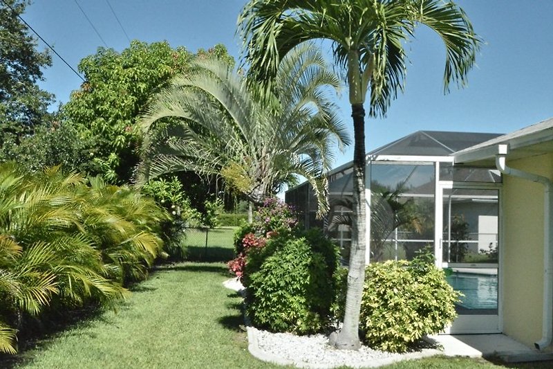 Garten mit Palmen
