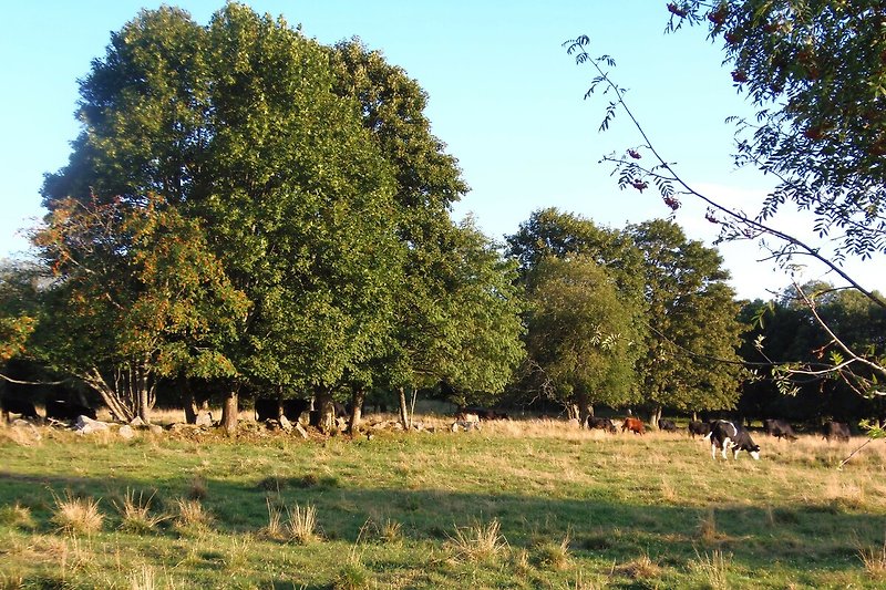 Weites Grasland mit Herde und Wald im Hintergrund.