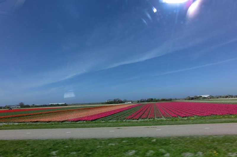 Die wundervollen Tulpenfelder in direkter Nähe