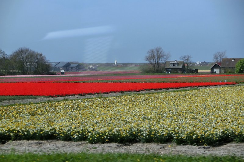 Endlose Tulpenfelder