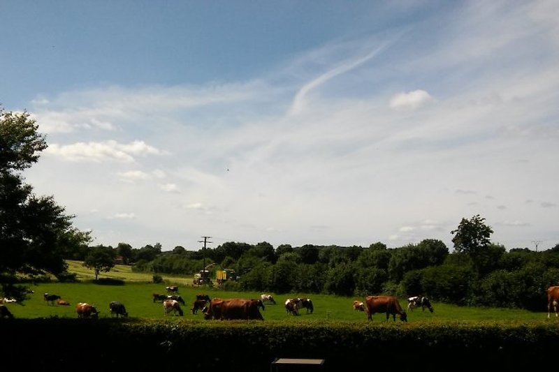 Widok na pastwisko dla krów