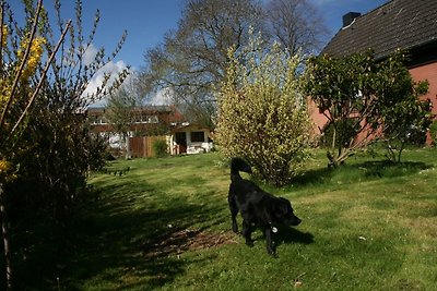 Vacanze per cani nel Mar Baltico Sonnenschmiede