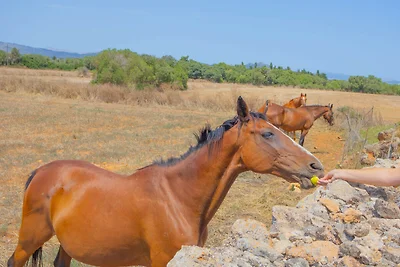 278 Son Parera d baix ETV/1532 by Mallorca...