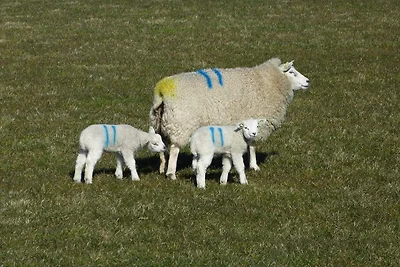 Paal 66 max 6 pers, eingezäunt