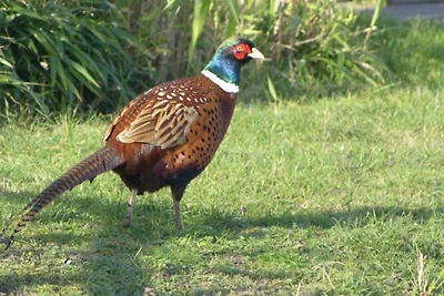 Paal 66 max 6 pers, eingezäunt