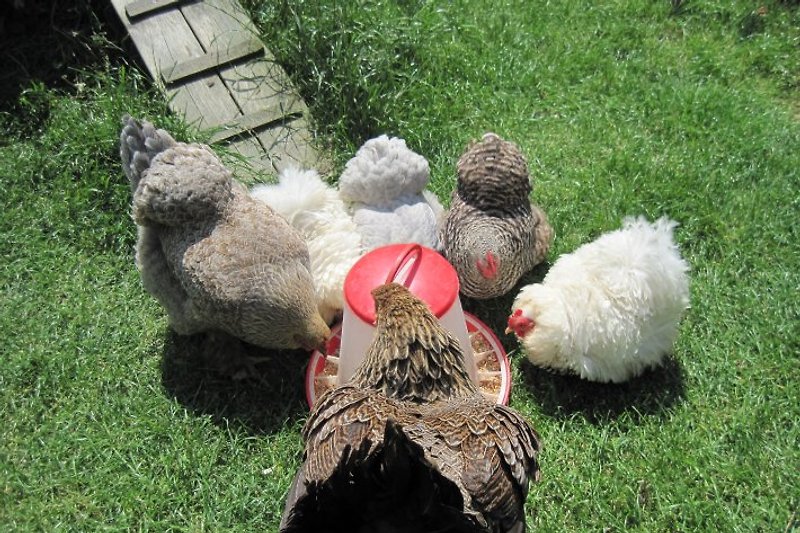 Blick auf unsere Hühner. Frische Eier für Gäste.