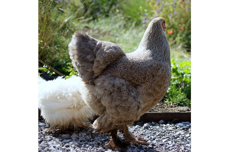 Unsere Hühner im Garten sorgen bei der Ankunft für ein frisches Ei.