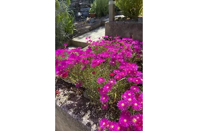 Üppiger Garten Üppiger Garten