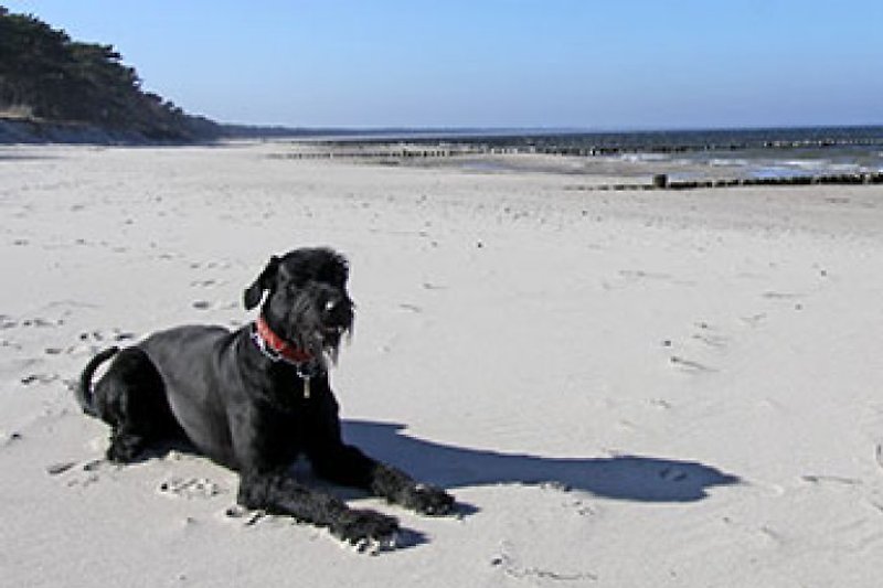 hundefreundlicher Strand