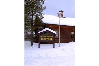HARZBIENE - Haus 17 - Blauvogel