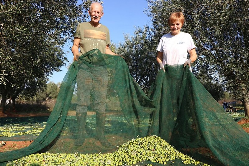 Olivenerne
