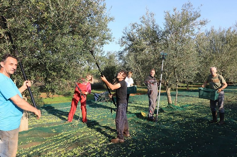 Raccolta delle olive in ottobre