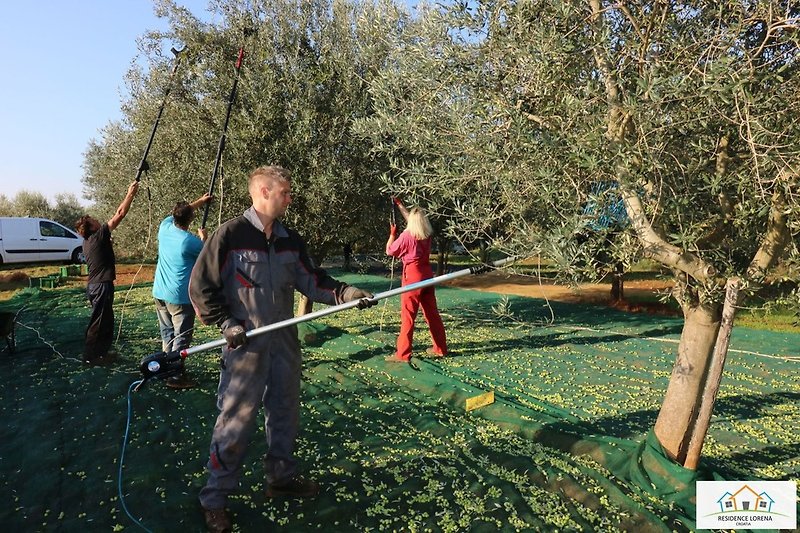 Olivenernte in Oktober