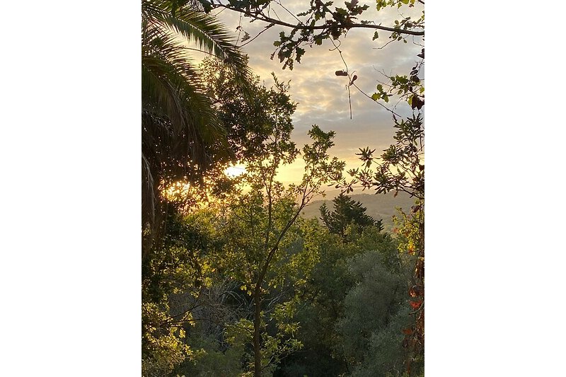 Eine malerische Landschaft mit einem Baum und einem atemberaubenden Sonnenuntergang.