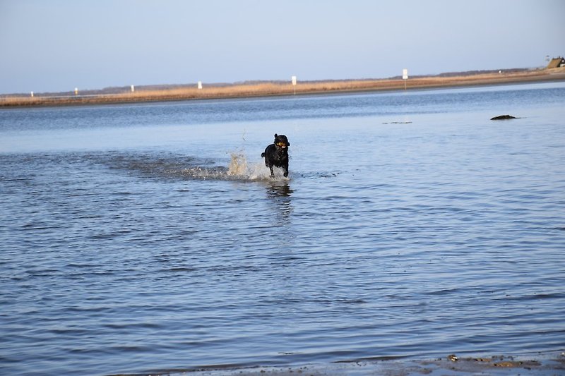 Gasthund am Strand
