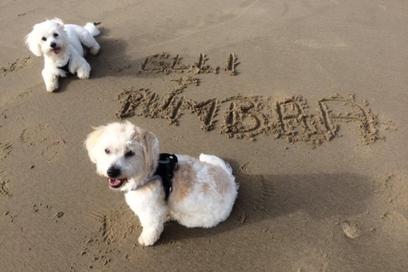 Urlaub auf vier Pfoten ( Hunde sind am Strand erlaubt)