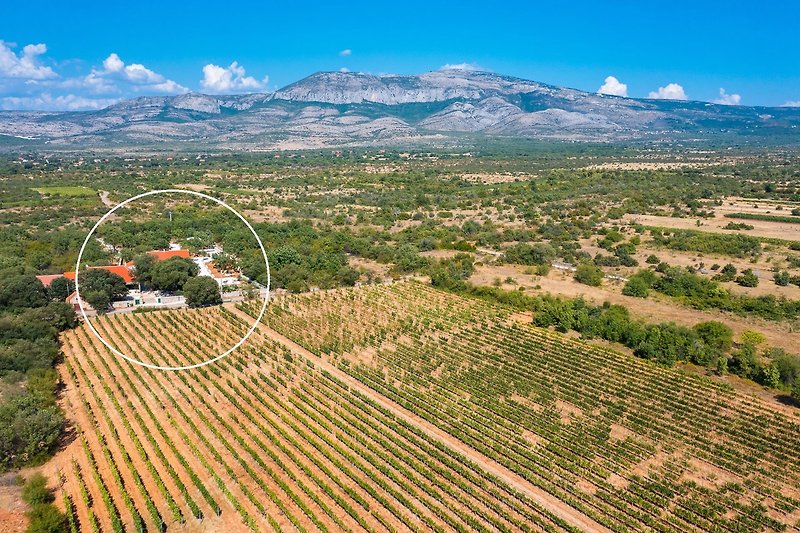 10.000 m2 großes, eingezäuntes Privatgrundstück inmitten von Weinbergen und Olivenbäumen