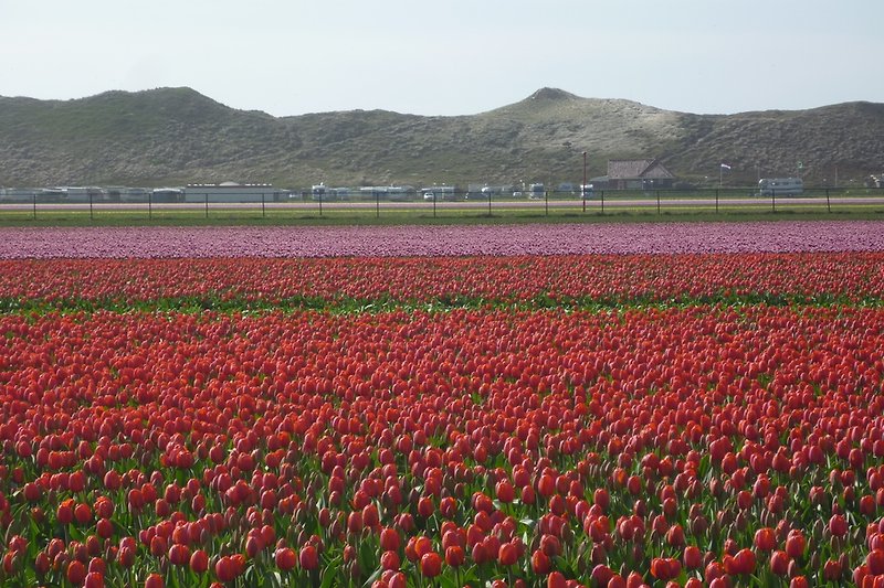 Sea of tulips in front of the dunes