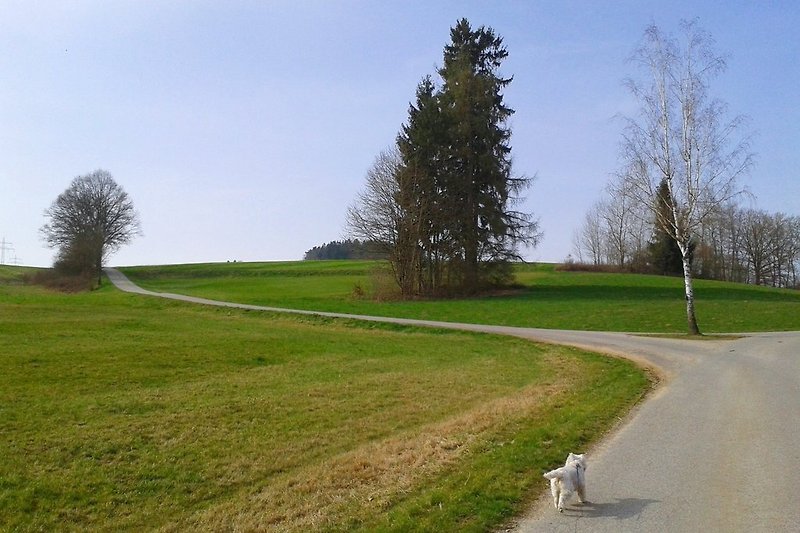 Befestigete Wanderwege ab Ferienhaus - Hier ca. 400 m entfernt. Hintergrund Baumreihe Kellerberg