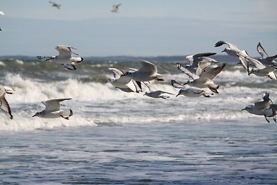 Ostsee Ferienhaus Weitblick